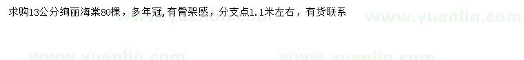 求購13公分絢麗海棠