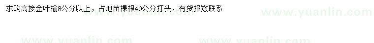 求購8公分以上高接金葉榆