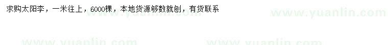 求購1米以上太陽李