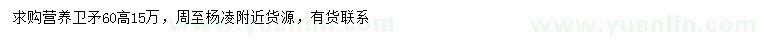 求購高60公分衛矛