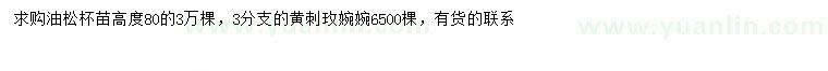 求購高80公分油松、3分支黃刺玫