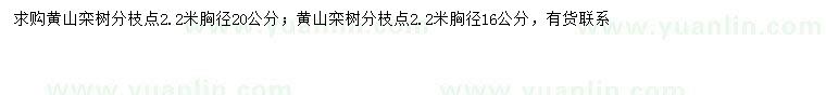 求購胸徑16、22公分黃山欒樹