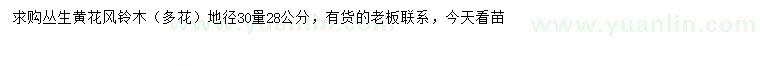 求購30量28公分叢生多花黃花風(fēng)鈴木