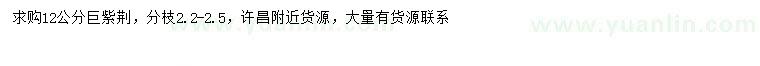 求購(gòu)12公分巨紫荊