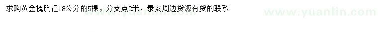 求購胸徑18公分黃金槐