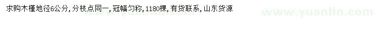 求購地徑6公分木槿