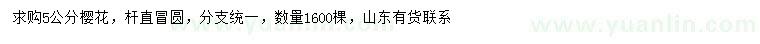 求購(gòu)5公分櫻花