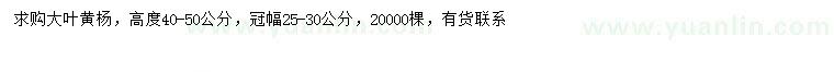 求購高40-50公分大葉黃楊