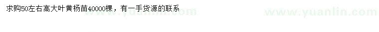 求購高50公分左右大葉黃楊
