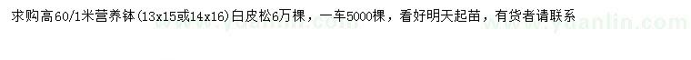 求購高0.6-1米白皮松