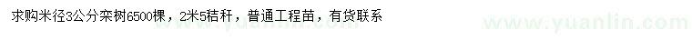求購米徑3公分欒樹