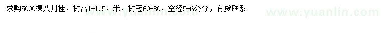 求購(gòu)高1-1.5米八月桂