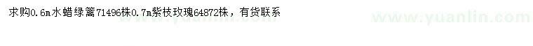 求購(gòu)0.6米水蠟綠籬、0.7米紫枝玫瑰