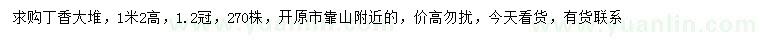 求購高1.2米丁香