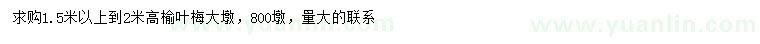 求購高1.5-2米榆葉梅