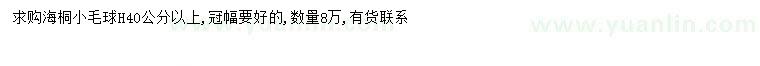 求購高40公分以上海桐球