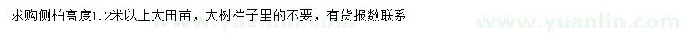 求購高1.2米以上側(cè)柏