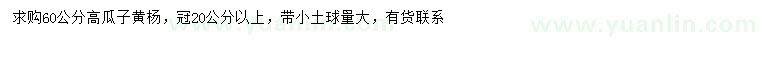 求購(gòu)高60公分瓜子黃楊