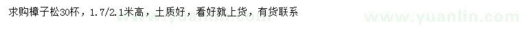 求購高1.7、2.1米樟子松