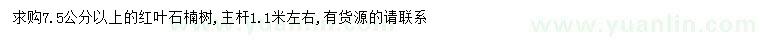 求購7.5公分以上紅葉石楠