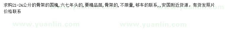 求購21-24公分國槐