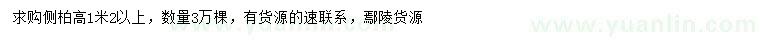 求購高1.2米以上側(cè)柏