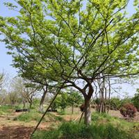 苗圃直供造型樸樹環保樹種發貨快土球完整-造型樸樹綠化觀賞