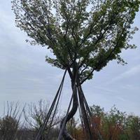 合肥造型樸樹根系發達-造型樸樹適應性強-合肥造型樸樹長勢強