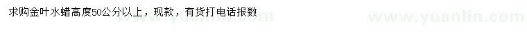 求購高50公分以上金葉水蠟