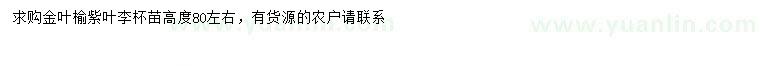 求購高80公分左右金葉榆、紫葉李