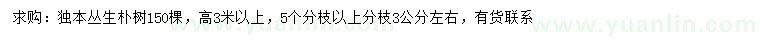 求購高3米以上叢生樸樹