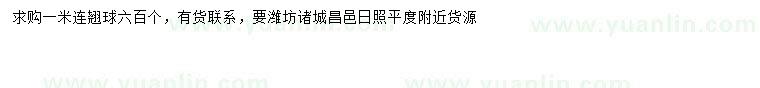 求購1米連翹球