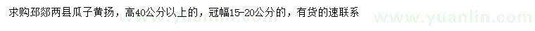 求購高40公分瓜子黃揚(yáng)