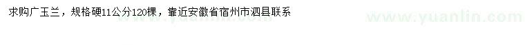 求購(gòu)11公分廣玉蘭