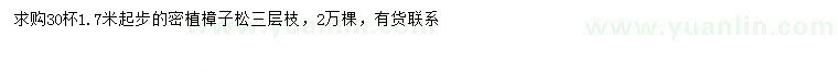 求購(gòu)1.7米以上樟子松