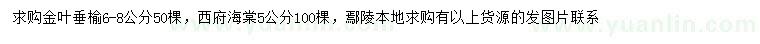 求購6-8公分金葉垂榆、5公分西府海棠