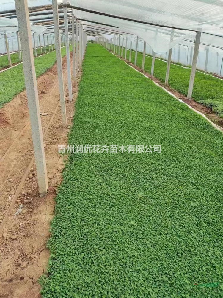 白三葉價格白三葉苗情白三葉基地
