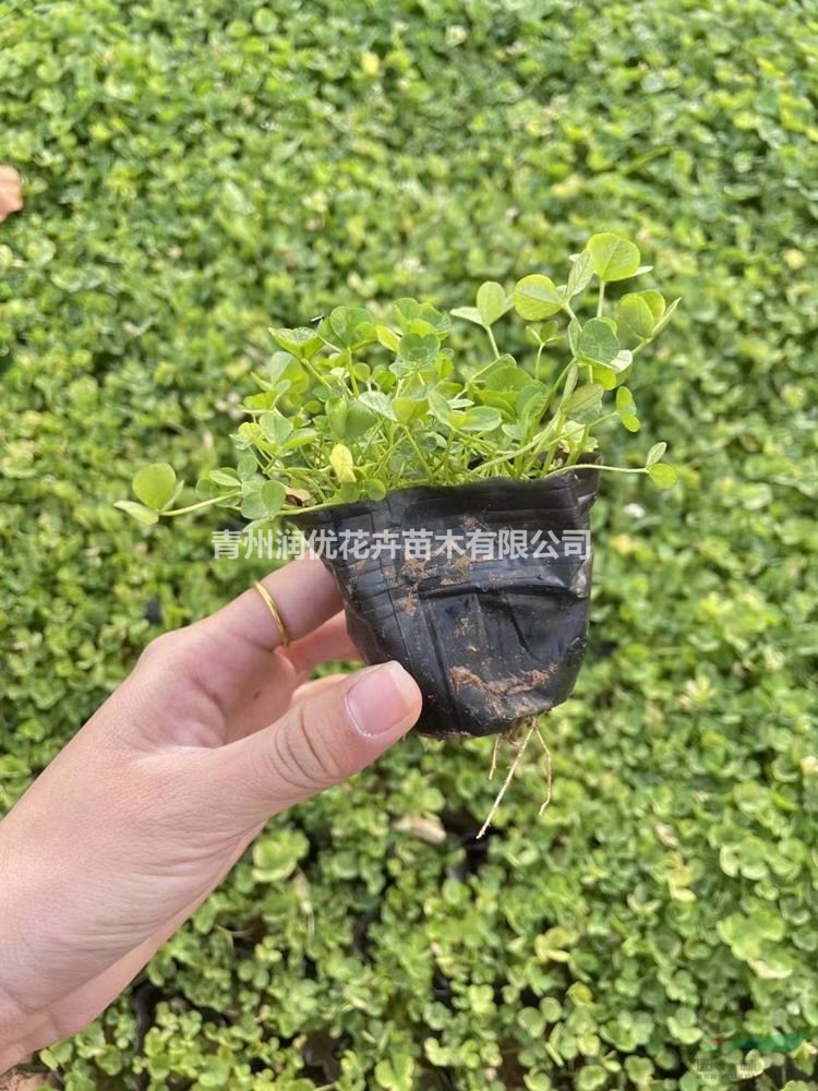 白三葉價格白三葉苗情白三葉基地