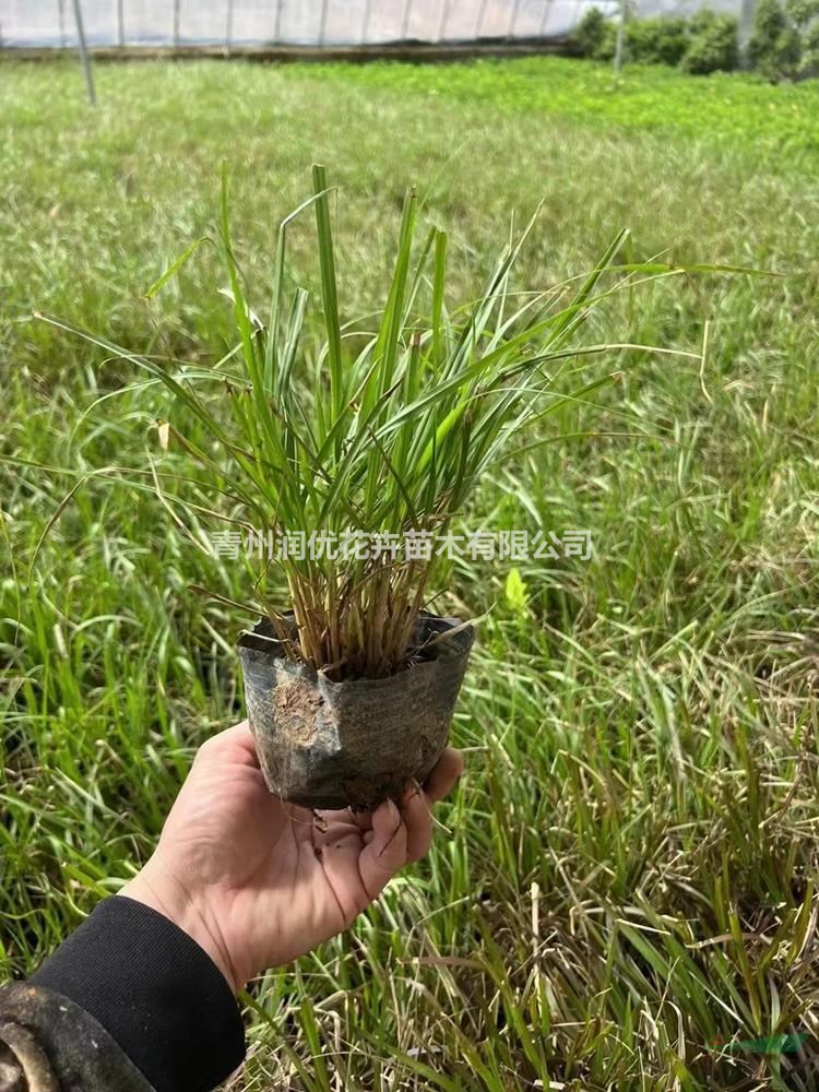 白穗狼尾草價格白穗狼尾草基地白穗狼尾草苗情