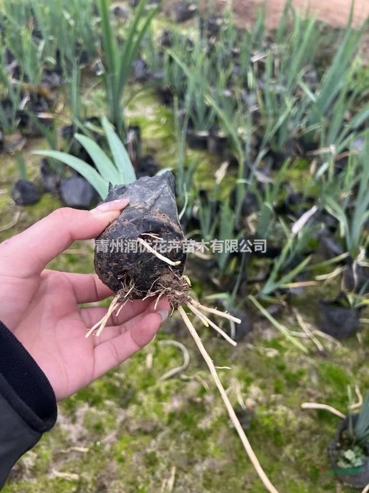 常綠鳶尾價格常綠鳶尾苗情常綠鳶尾基地