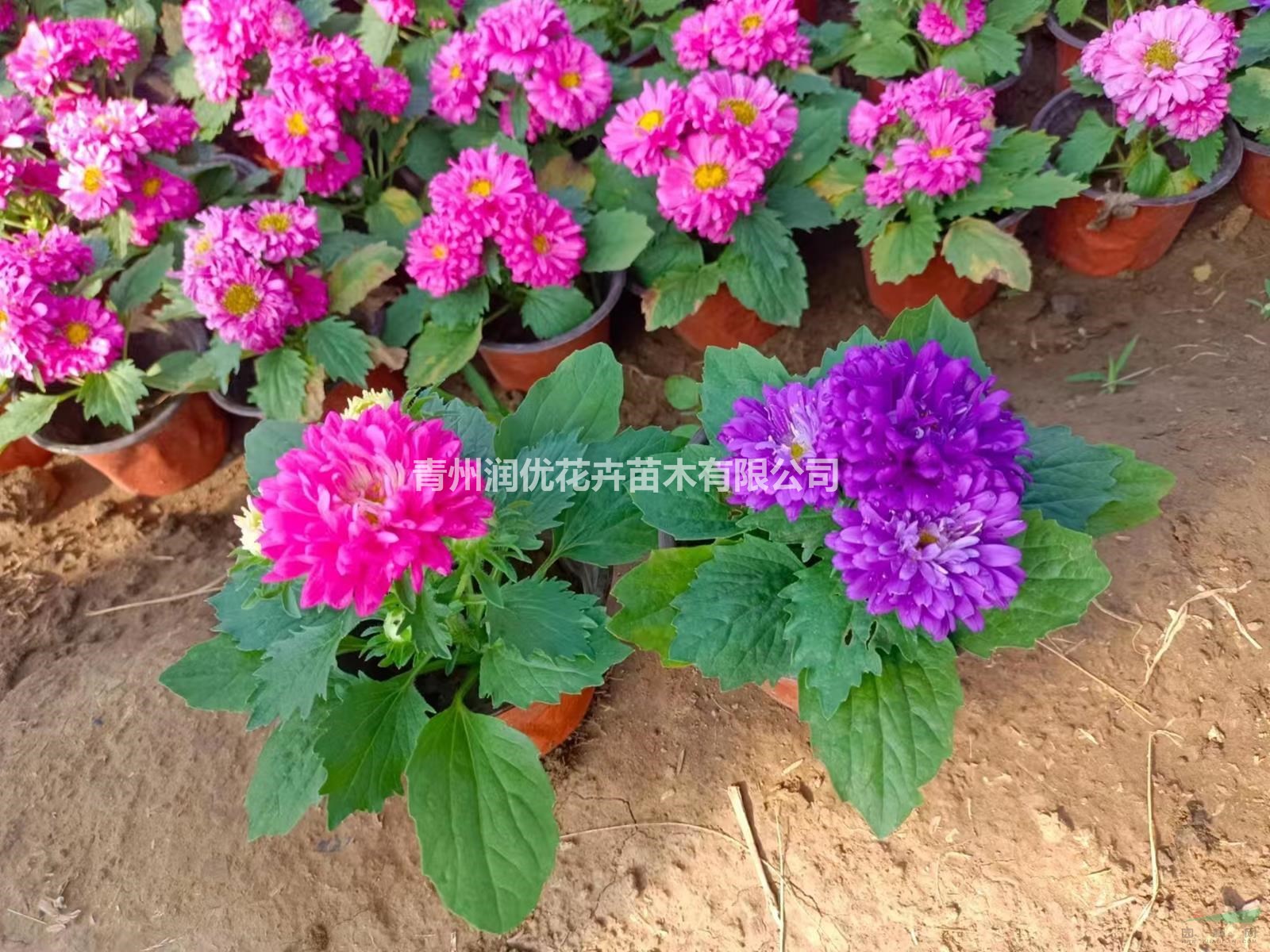 翠菊價格翠菊苗情翠菊基地