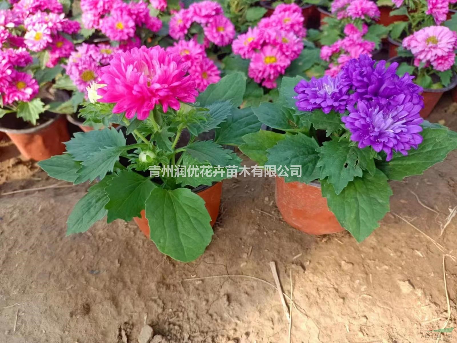 翠菊價格翠菊苗情翠菊基地