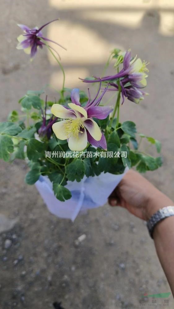 大花耬斗菜價(jià)格大花耬斗菜苗情大花耬斗菜基地