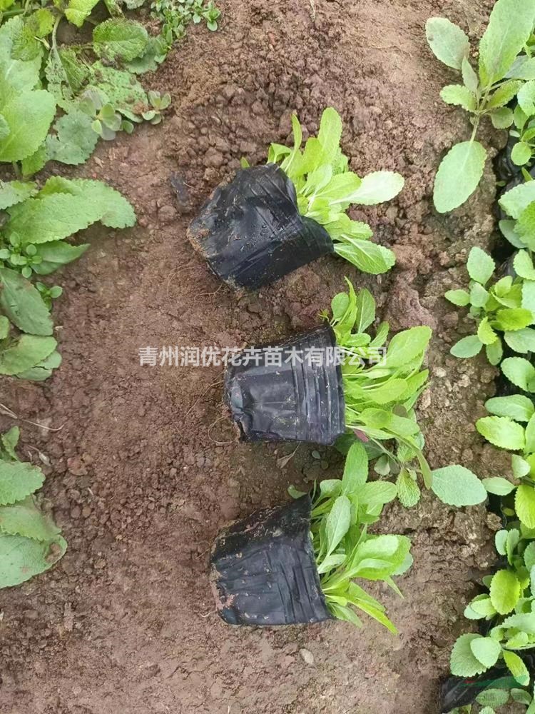 地被鼠尾草價(jià)格地被鼠尾草苗情地被鼠尾草基地