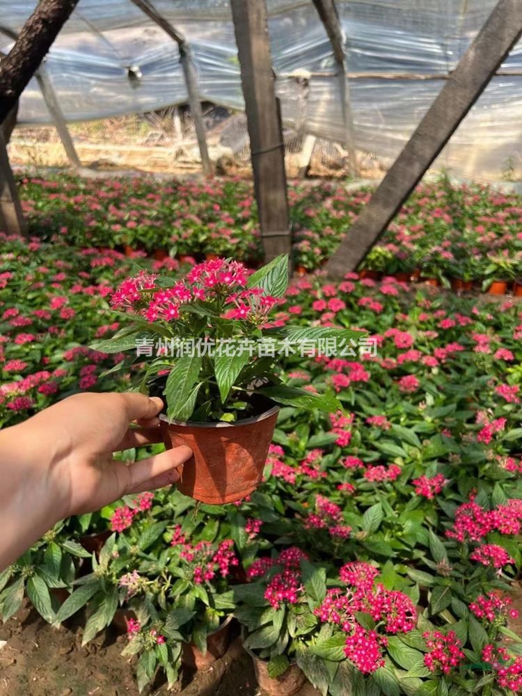 繁星花價格繁星花基地繁星花苗情