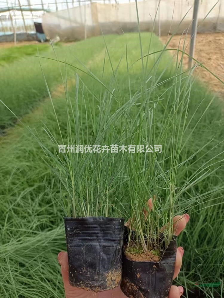 粉黛亂子草價(jià)格粉黛亂子草苗情粉黛亂子草基地