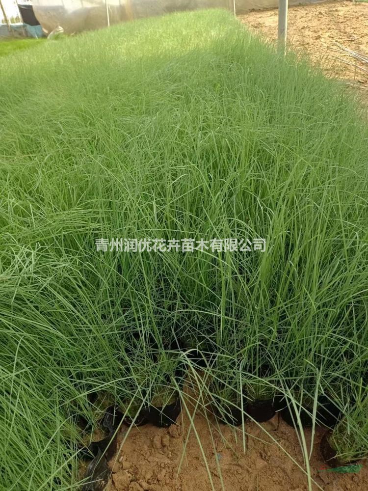 粉黛亂子草價(jià)格粉黛亂子草苗情粉黛亂子草基地