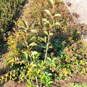 扶芳藤價(jià)格扶芳藤苗情扶芳藤基地