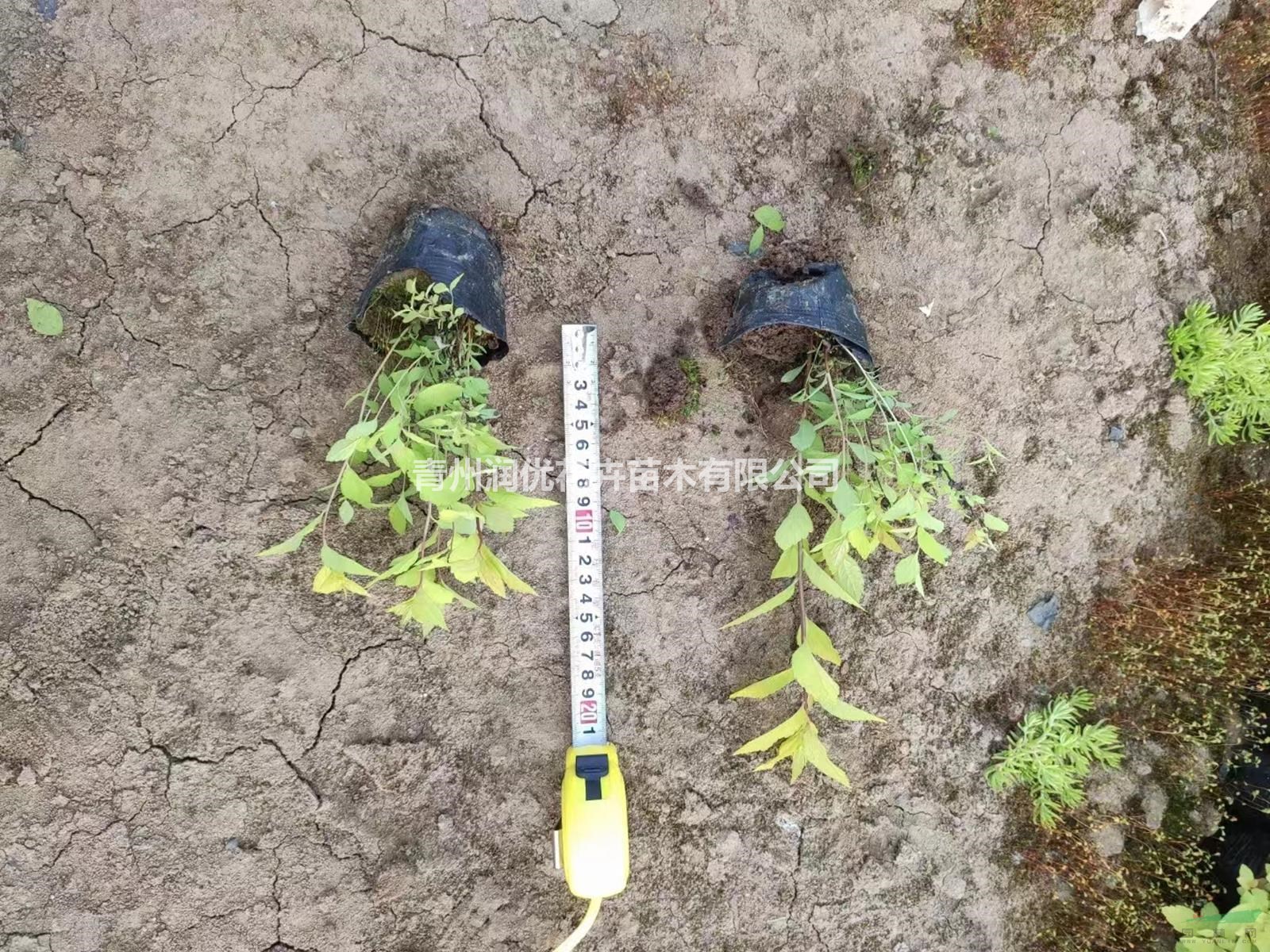 金山繡線菊價格金山繡線菊苗情金山繡線菊基地