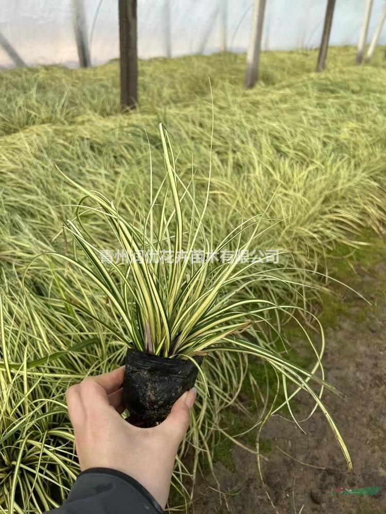 金葉苔草價(jià)格金葉苔草苗情金葉苔草基地